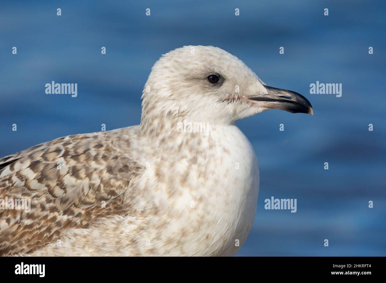 Gelbbeine Möwe (Larus michahellis), Jugendliche Nahaufnahme, Kampanien, Italien Stockfoto
