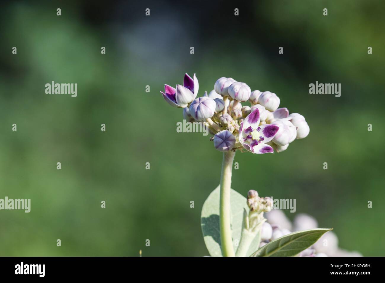 Arka Blume oe Calotopic Gigantea auch als Kronenblumen Haufen von purpurnen Blumen bekannt Stockfoto