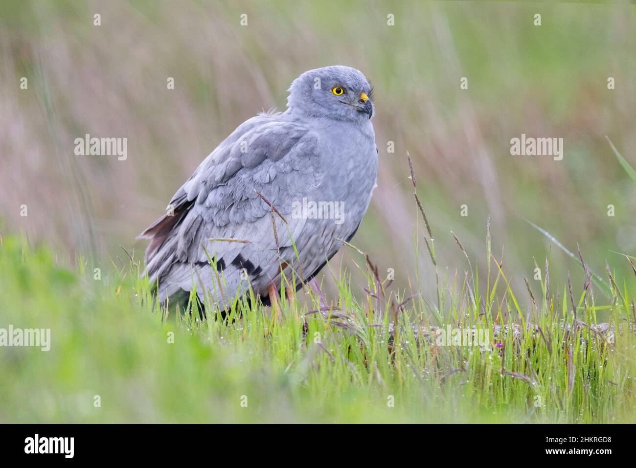 Montagu's Harrier (Circus pygargus), Seitenansicht eines erwachsenen Mannes, der im Gras steht, Kampanien, Italien Stockfoto