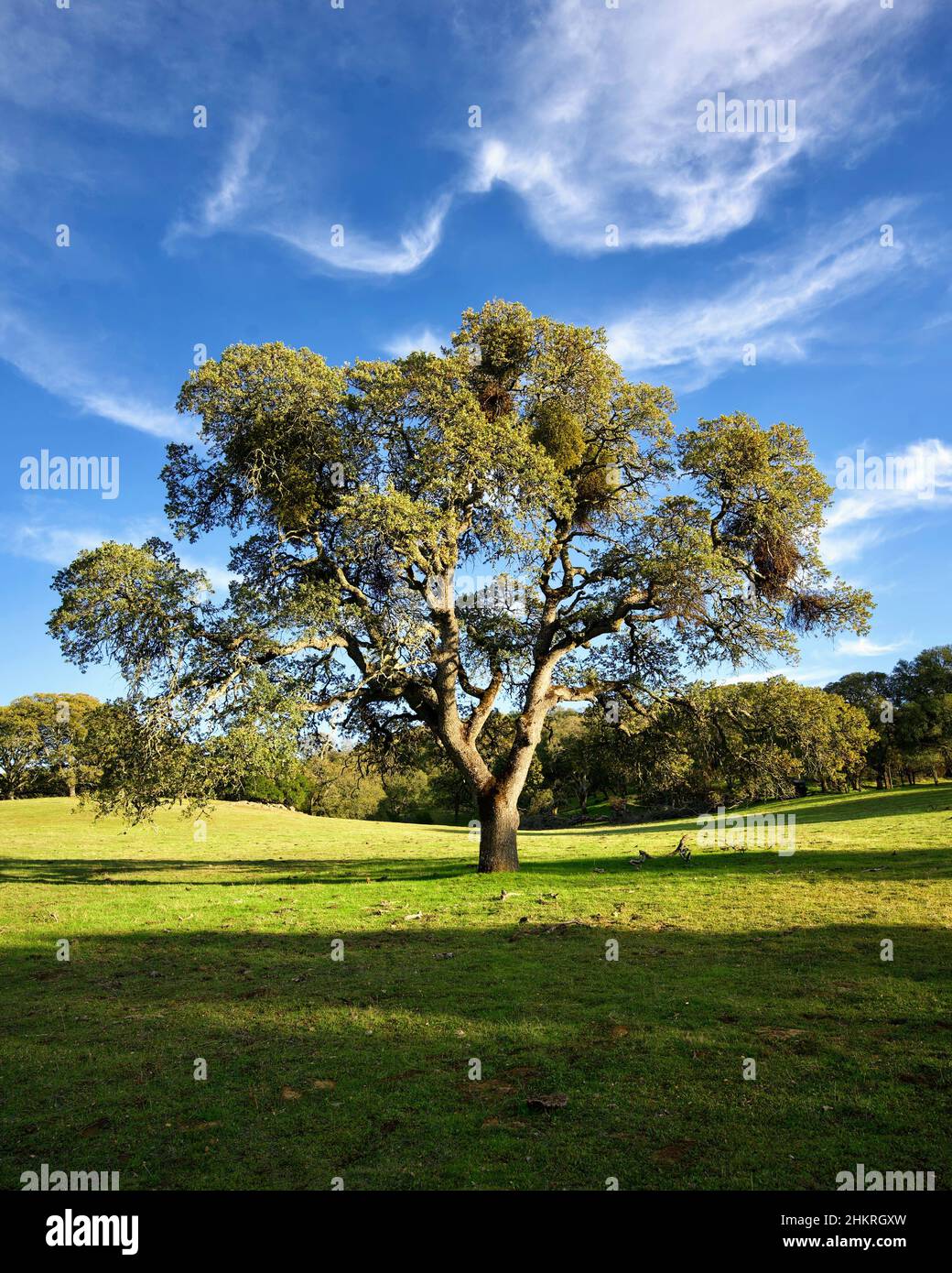 Morgan Territory Regional Park Stockfoto