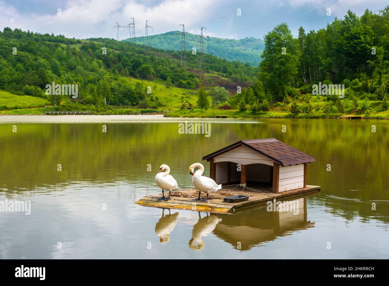 Landschaft mit Schwanen auf dem Bergsee. Landschaftliche Reflexion im Wasser. Idyllischer Naturhintergrund im Sommer. Schöne weiße Vögel in friedlicher Umgebung Stockfoto