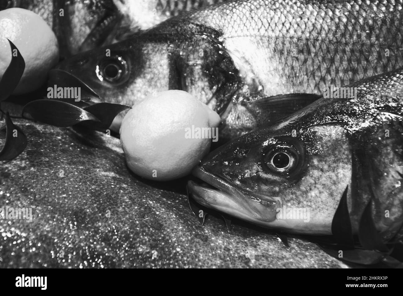 Europäischer Bass und Brill zum Verkauf und Fischmarkt in Frankreich. Fische haben wichtige Nährstoffe wie Eiweiß, Vitamin D und Omega-3. Schwarzweißfoto Stockfoto