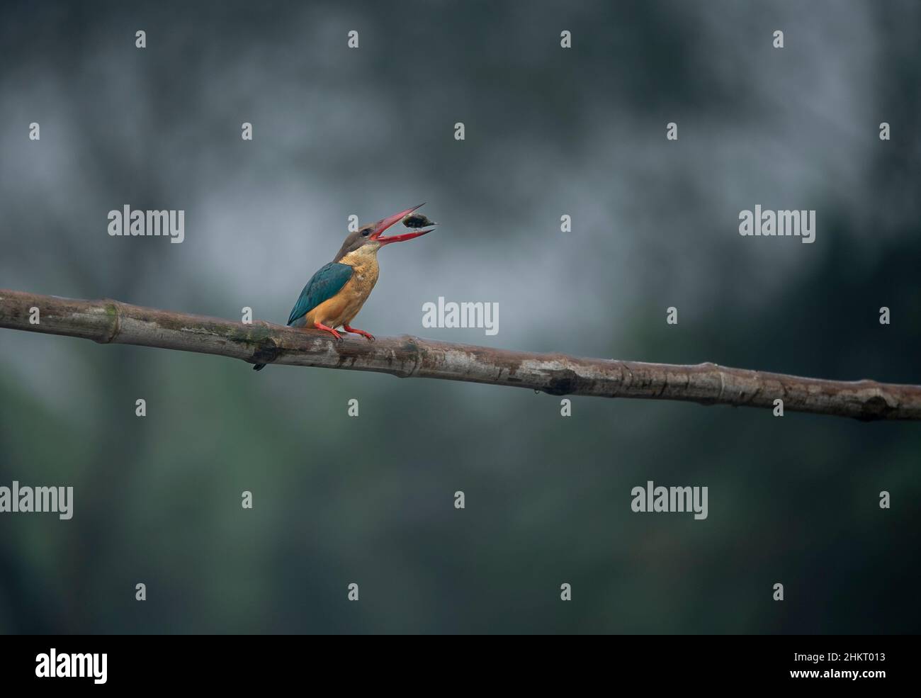 Storch-Eisvögel Stockfoto