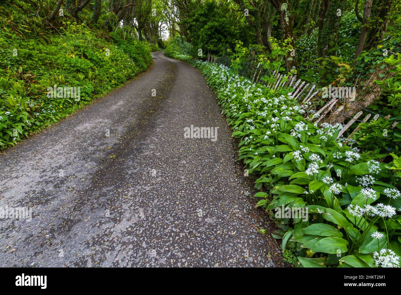 Landstraße mit grünem Bärlauch oder Ramsons wächst, mit weißen Blumen Landschaft. Stockfoto