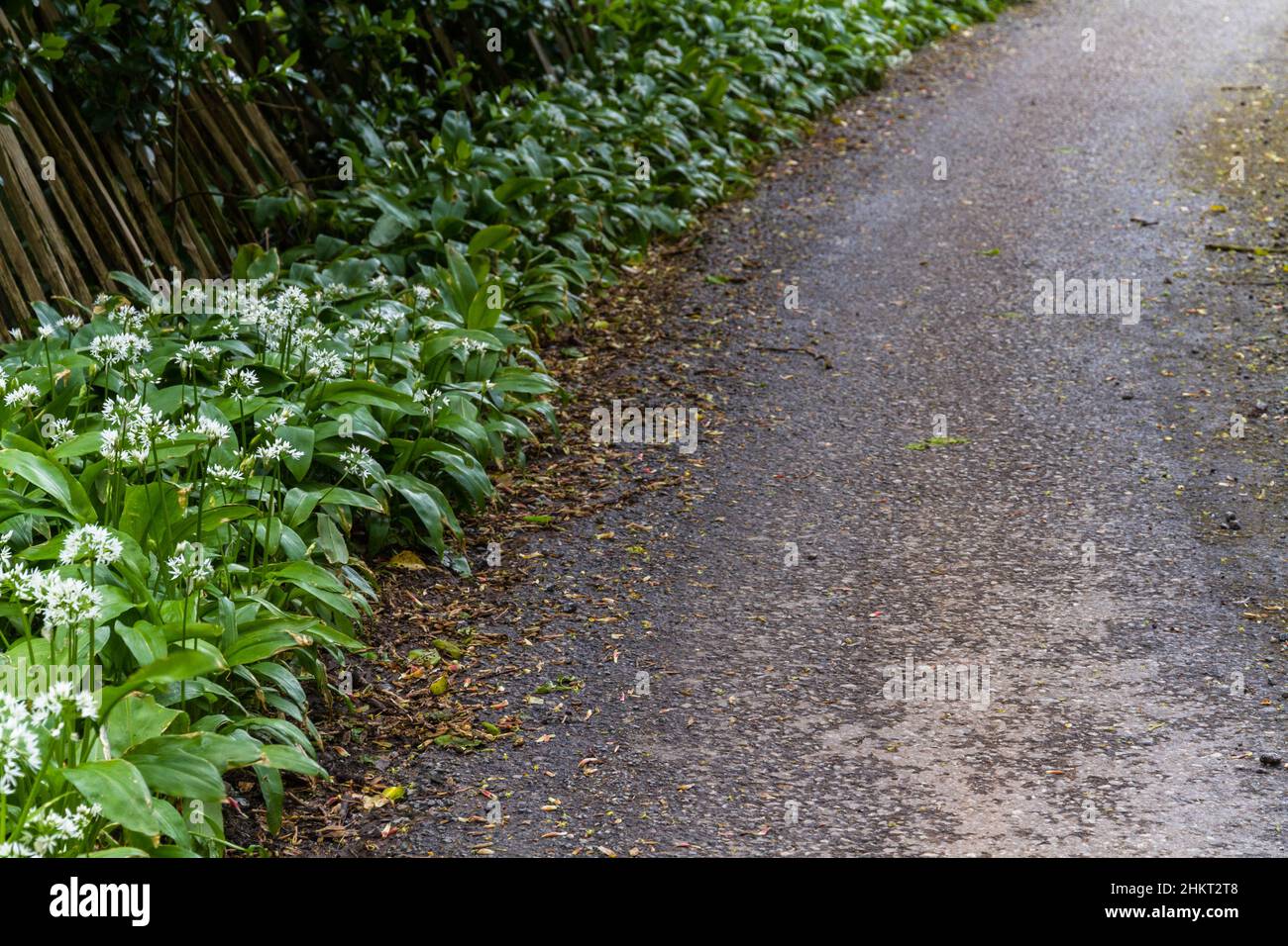 Grüner Bärlauch oder Ramsons, die neben der Straße oder der Straße wachsen, mit weißen Blüten. Stockfoto