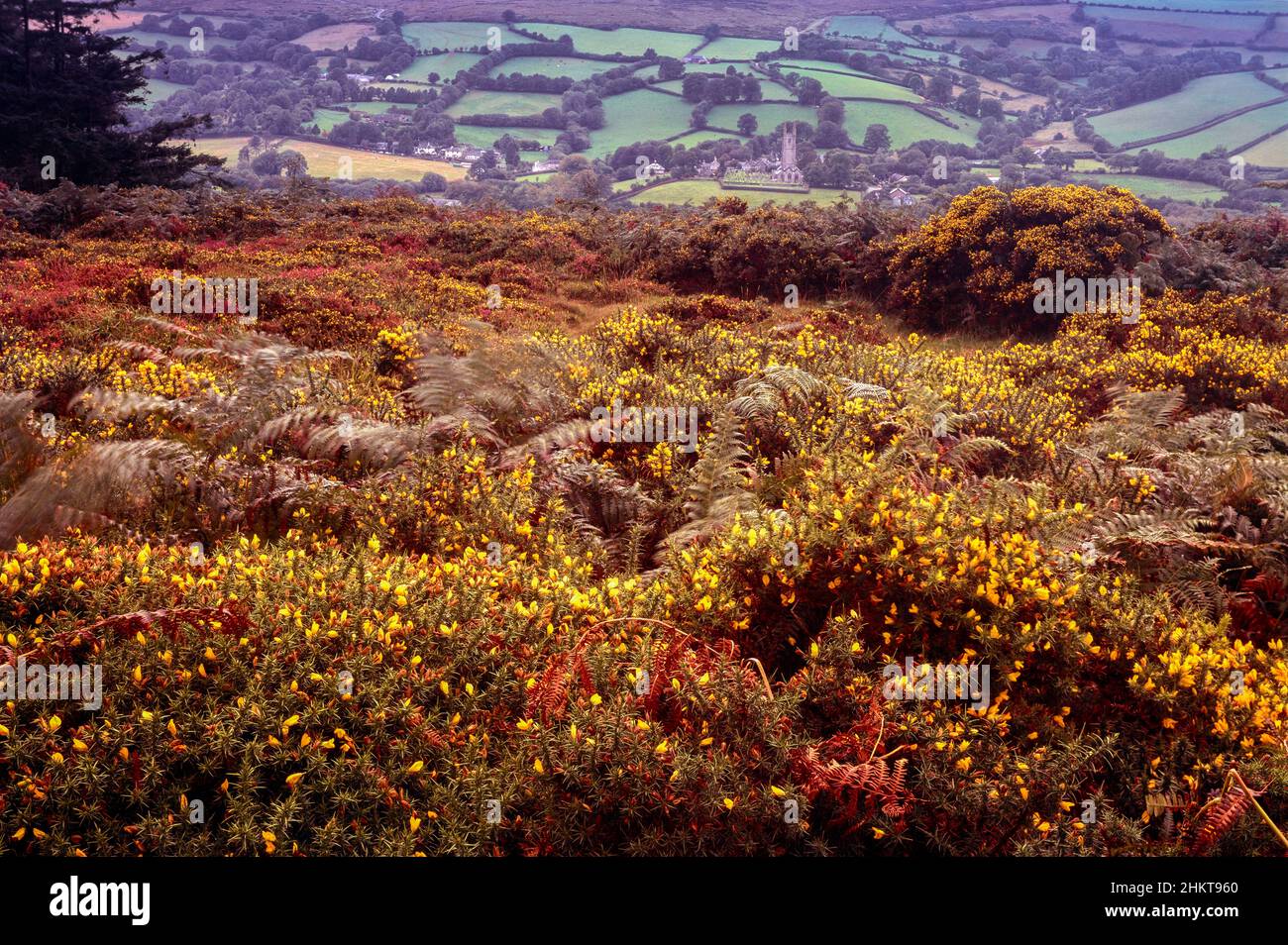 Herrliche Frühlingslandschaft mit blühenden Görsen (Ulex europaeus) Stockfoto