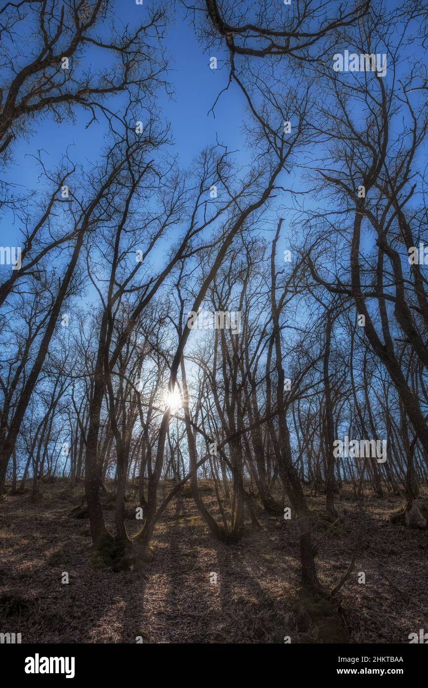 Hinterleuchtung von Stämmen mit blattlosen Ästen in einem Laubwald, wobei die Sonne senkrecht durch die Stämme filtert Stockfoto