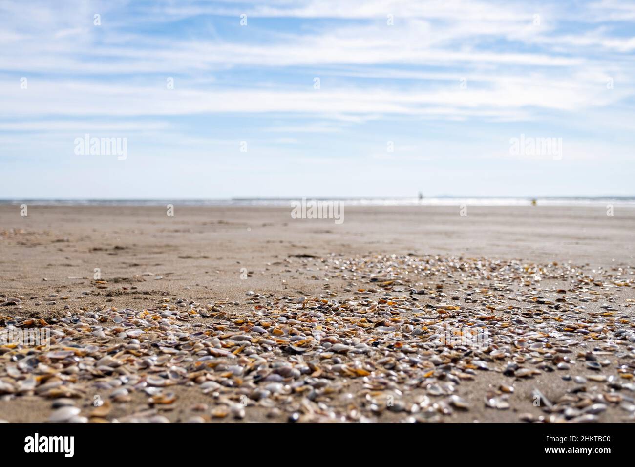 Ufer eines Strandes mit dem Meer im Hintergrund sehr unscharf und im Vordergrund Muscheln, horizontal Stockfoto