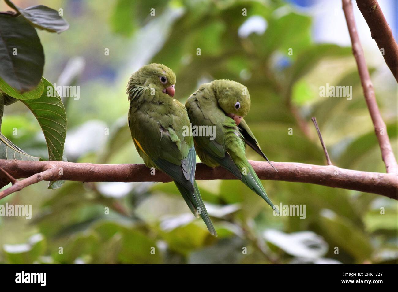 Aves do Brasil Stockfoto