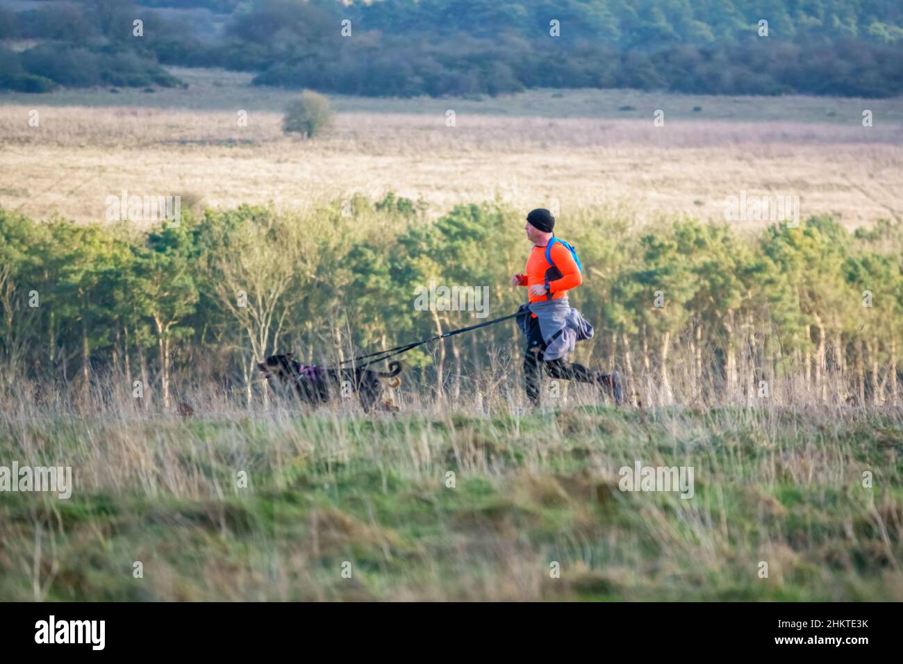 Mann in einer gut sichtbaren orangefarbenen Spitze joggt auf einer ungefertigten Straße mit 2 Hunden, die am Hüftband befestigt sind Stockfoto