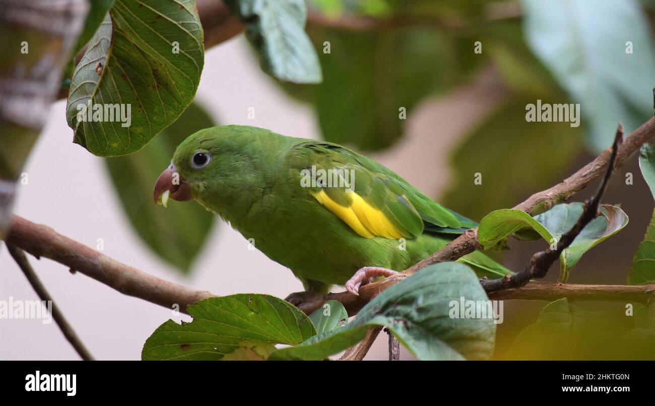 Aves do Brasil Stockfoto