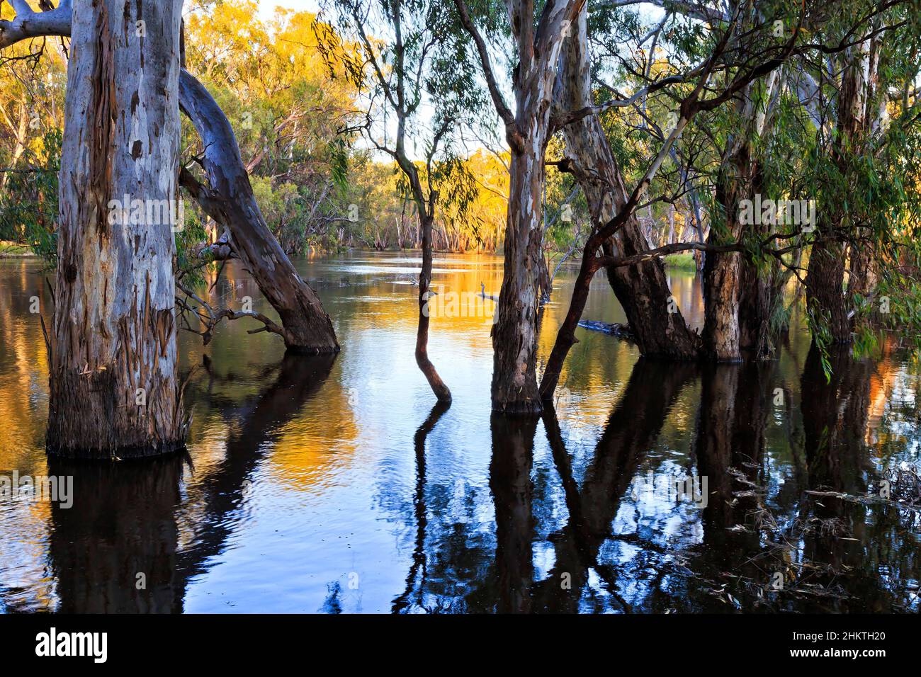 Überschwemmt den murrumbidgee River im australischen Outback in der Nähe des Balranald River mit Gummibäumen, die im Wasser wachsen. Stockfoto