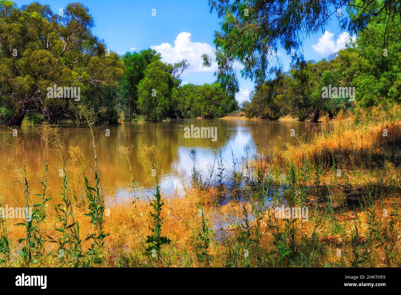 Grüner, grasbewachsener Stadtpark im Darling River in Wilcannia im australischen Outback. Stockfoto