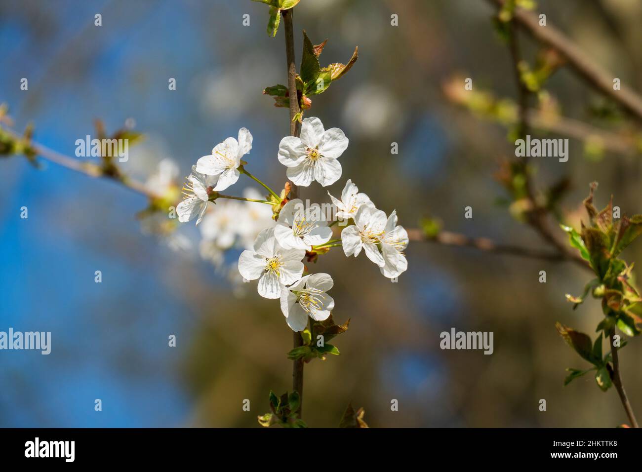 Weiße Apfel Blüte am Baum, mit unscharfem Hintergrund Stockfoto