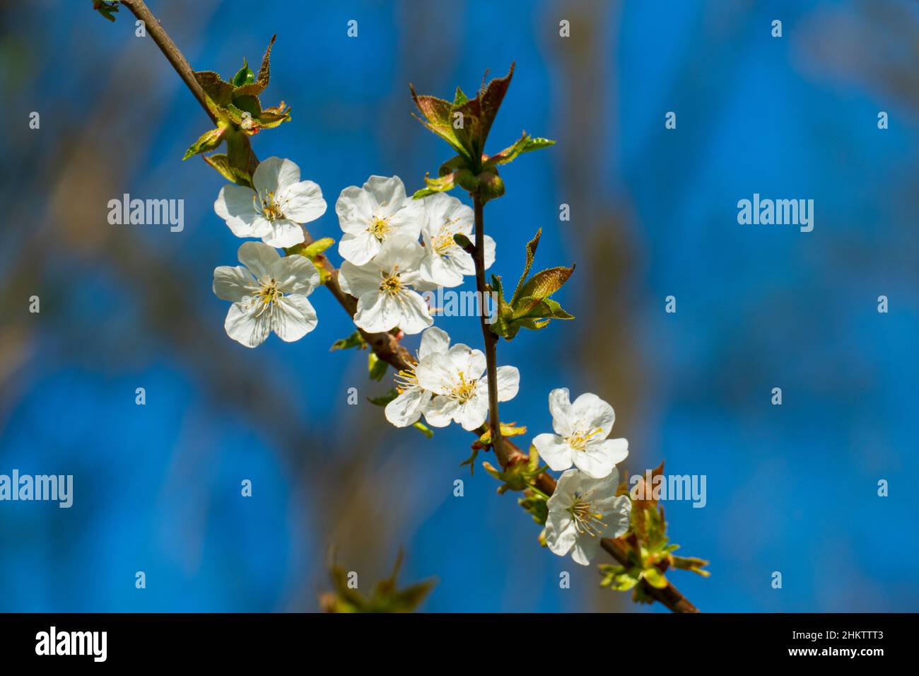 Weiße Apfel Blüte am Baum, mit unscharfem Hintergrund Stockfoto