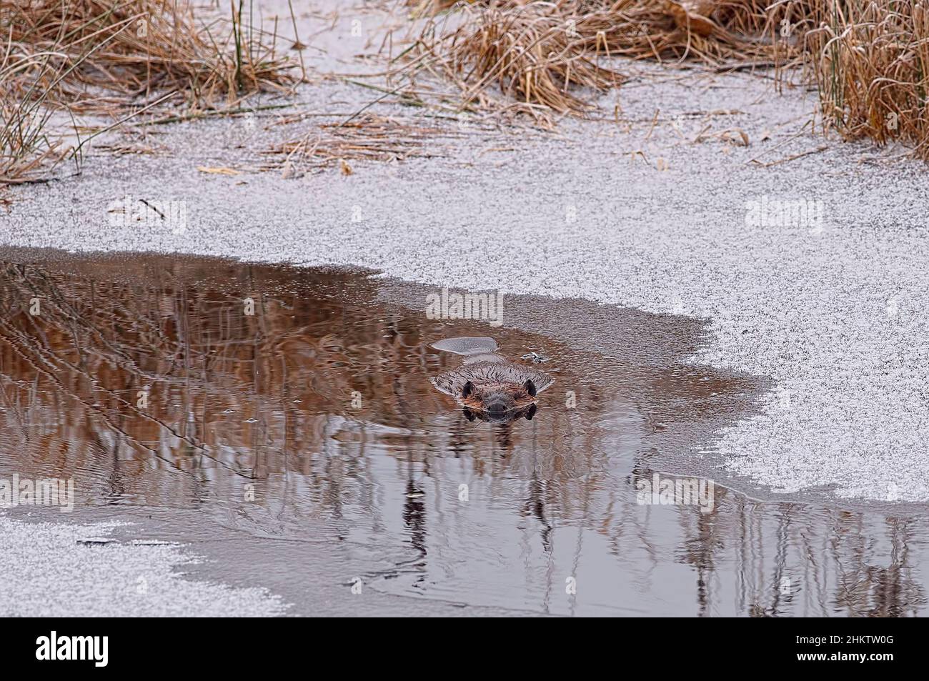 Nordamerikanische Biber (Castor canadensis) schwimmen im Winter zur Kamera. Stockfoto