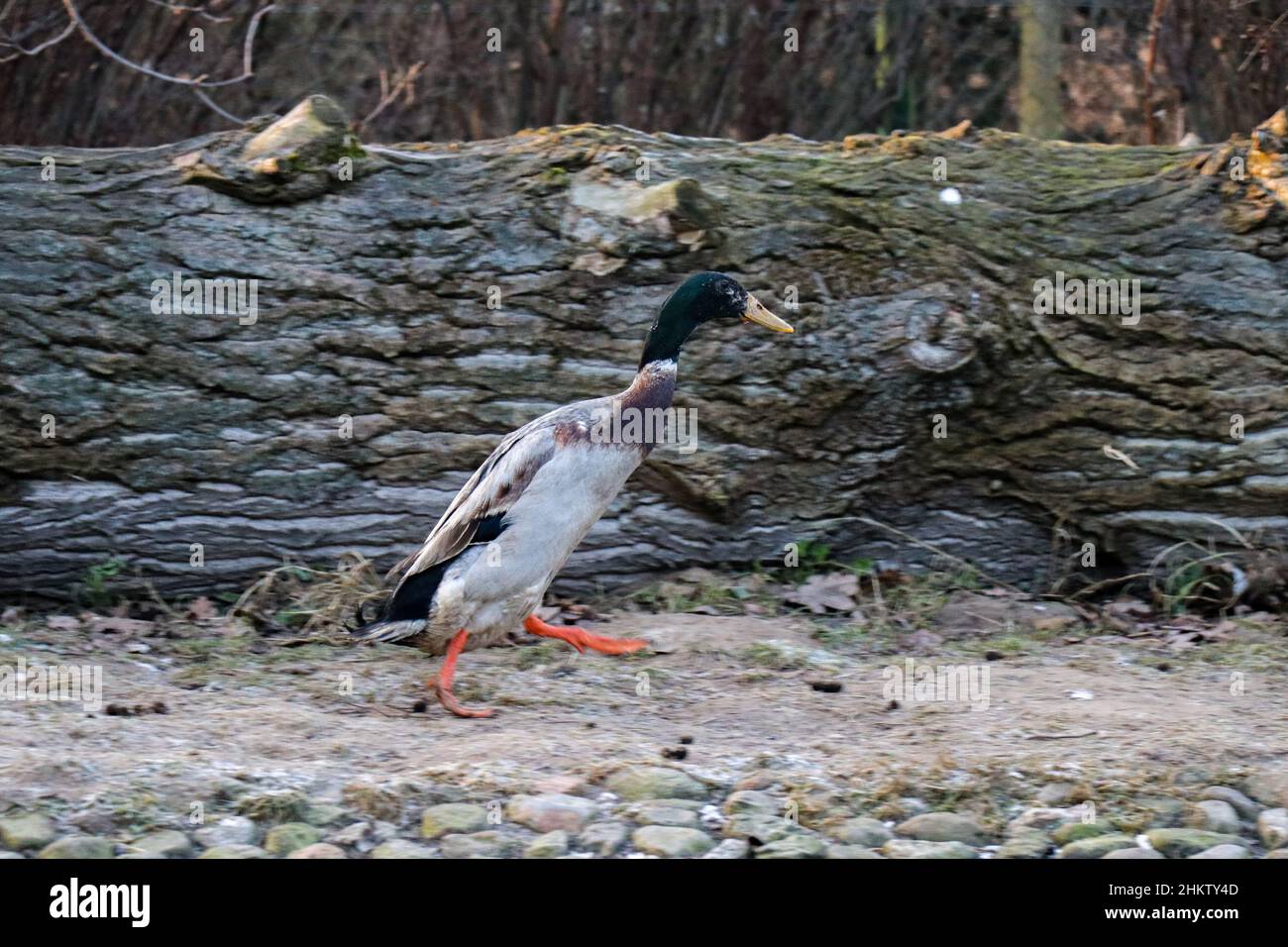 Eine lustige Stockente, die im Wald läuft Stockfoto