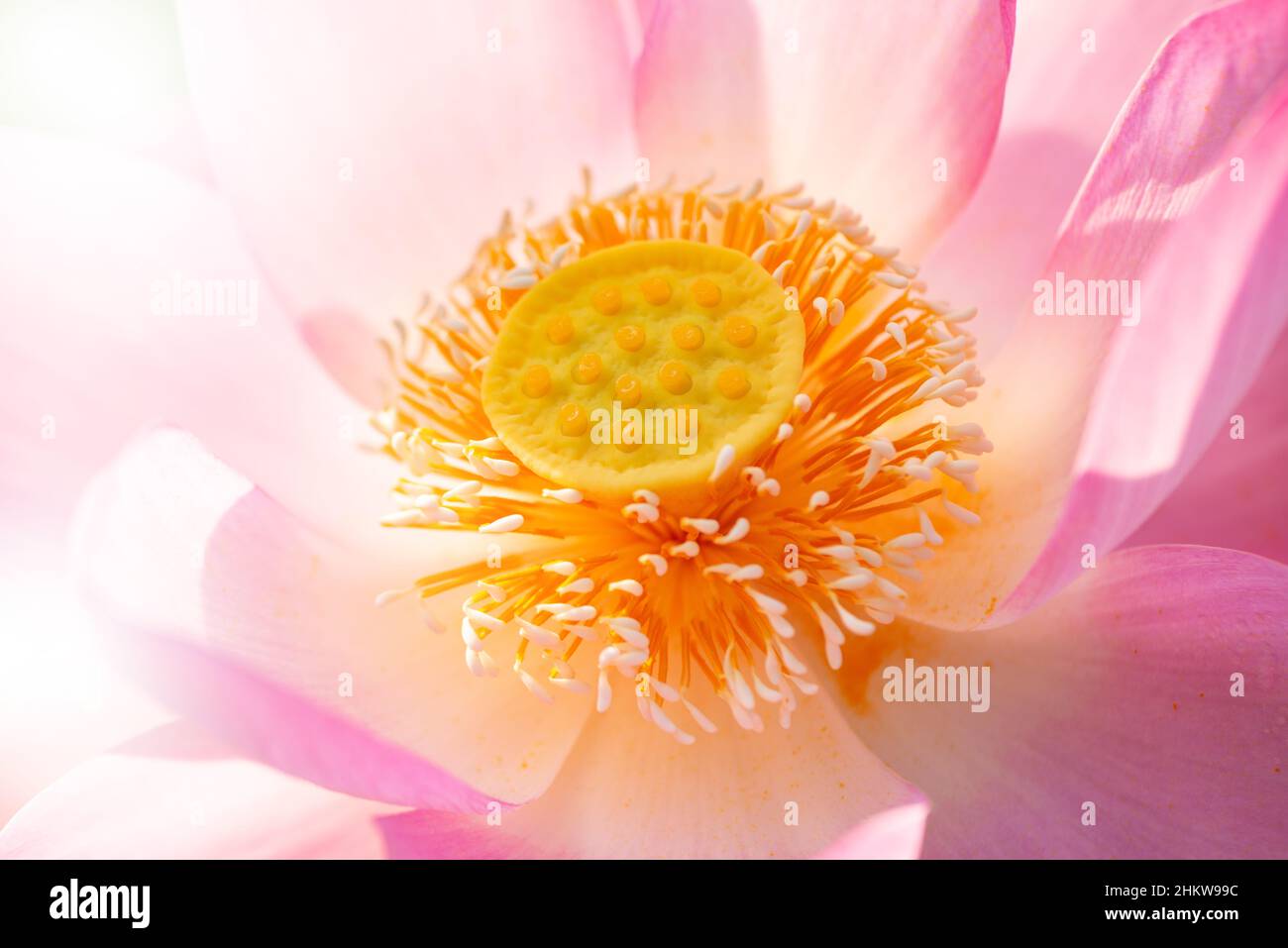 Nahaufnahme des hellrosa Lotus blüht offene gelbe Pollen. Stockfoto