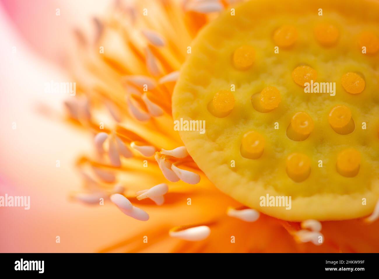 Nahaufnahme des hellrosa Lotus blüht offene gelbe Pollen. Stockfoto