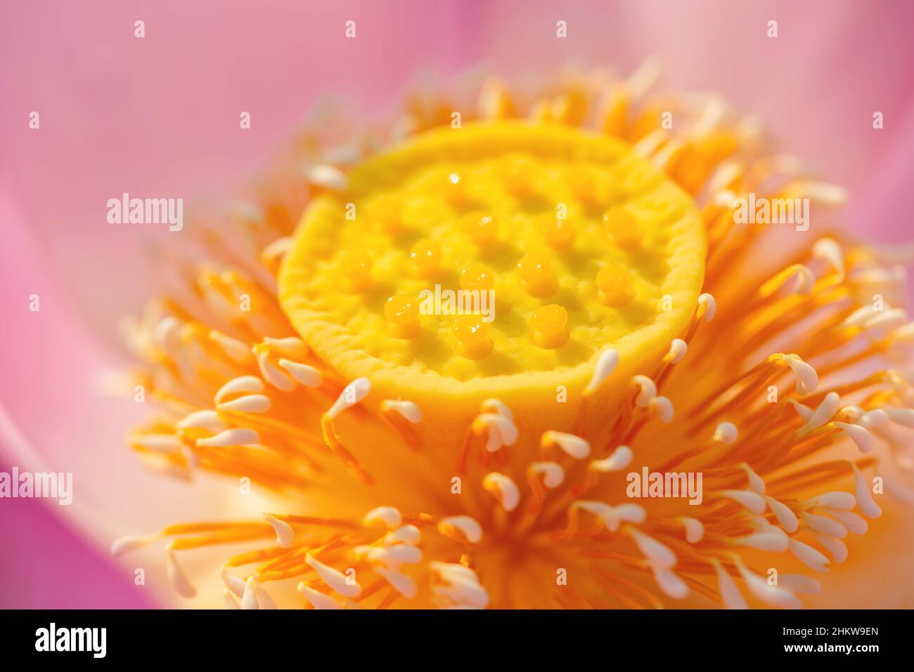 Nahaufnahme des hellrosa Lotus blüht offene gelbe Pollen. Stockfoto