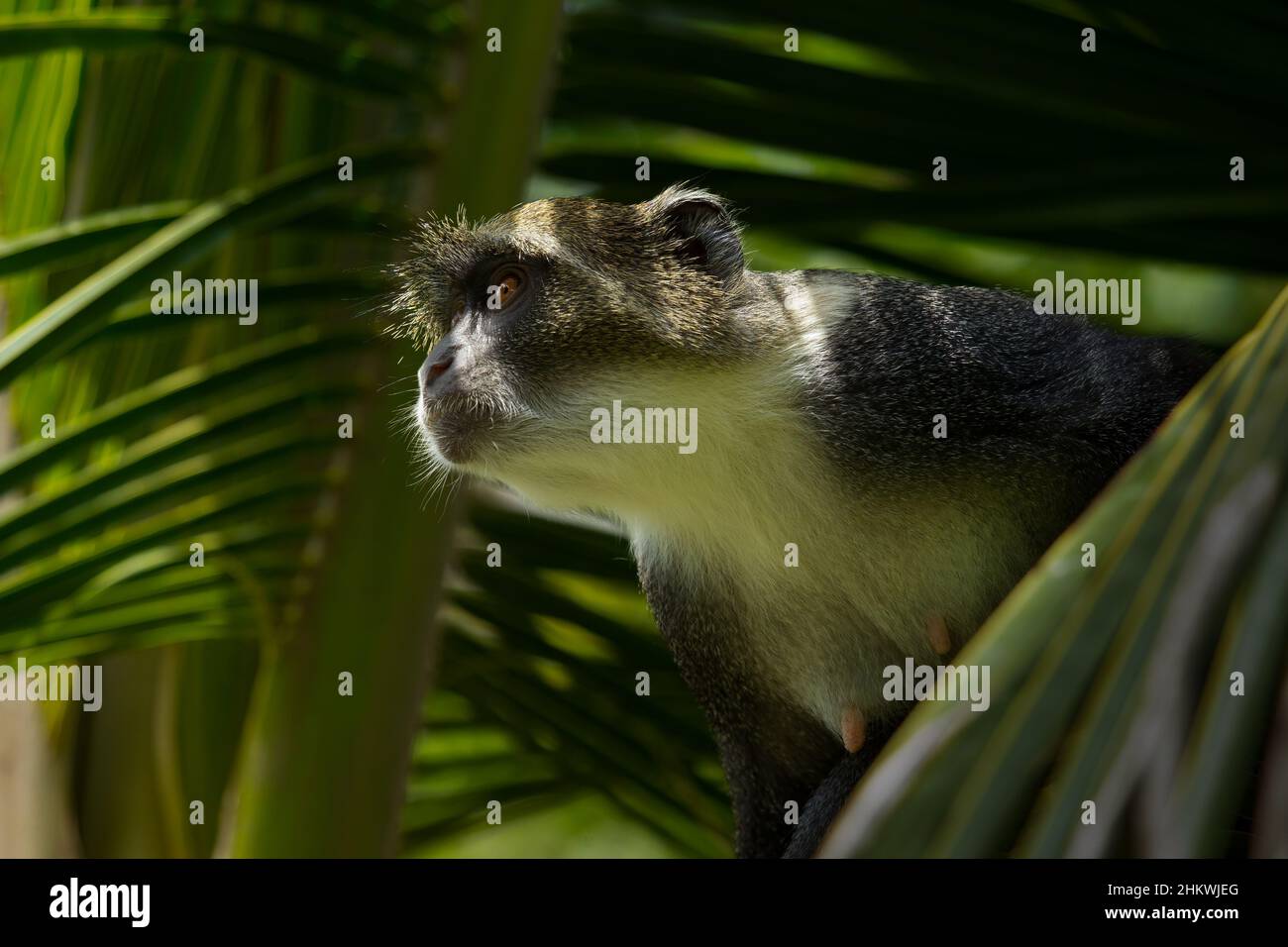 Sykes-Affe in Palme Stockfoto