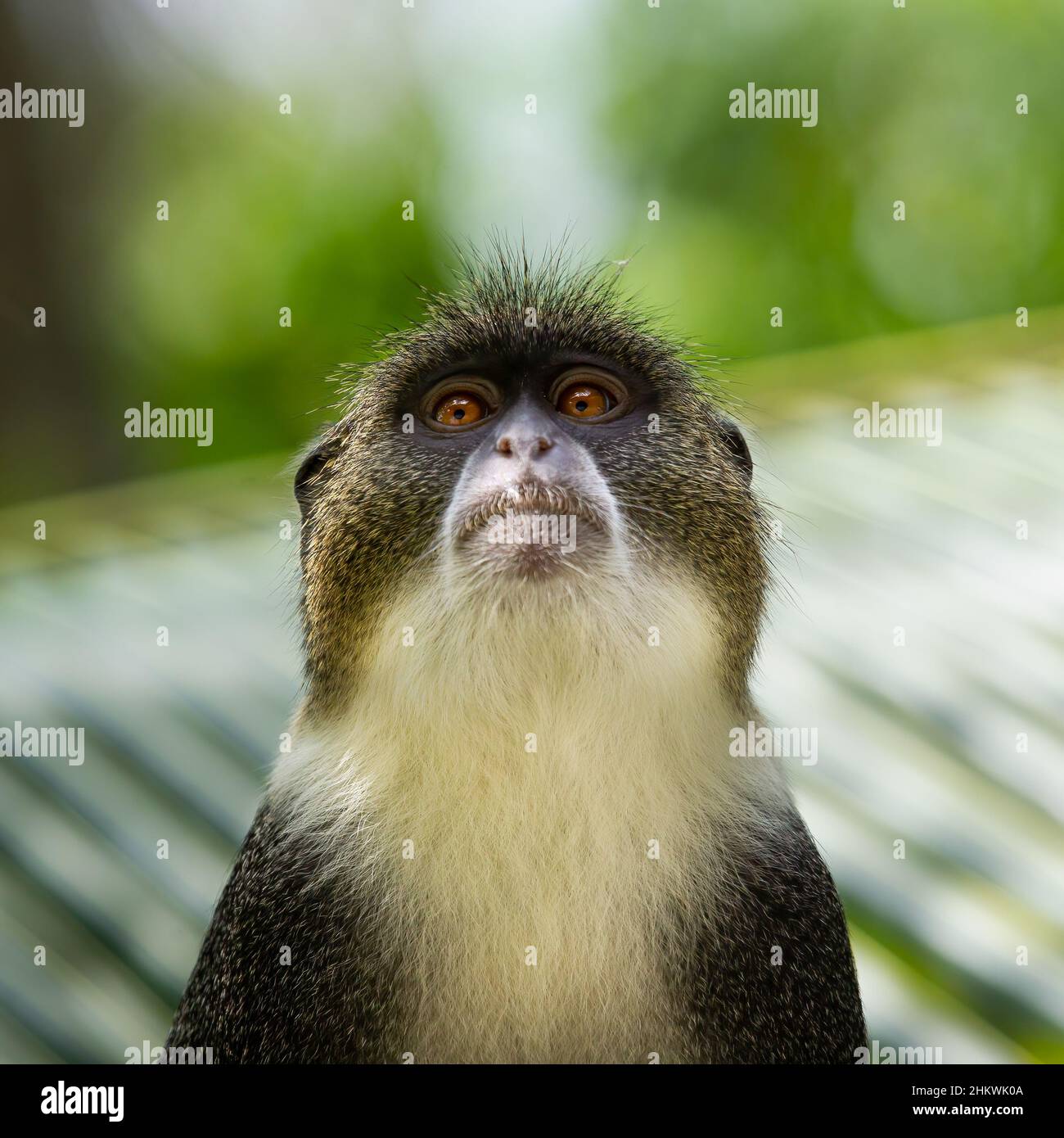 Sykes-Affe in Palme Stockfoto