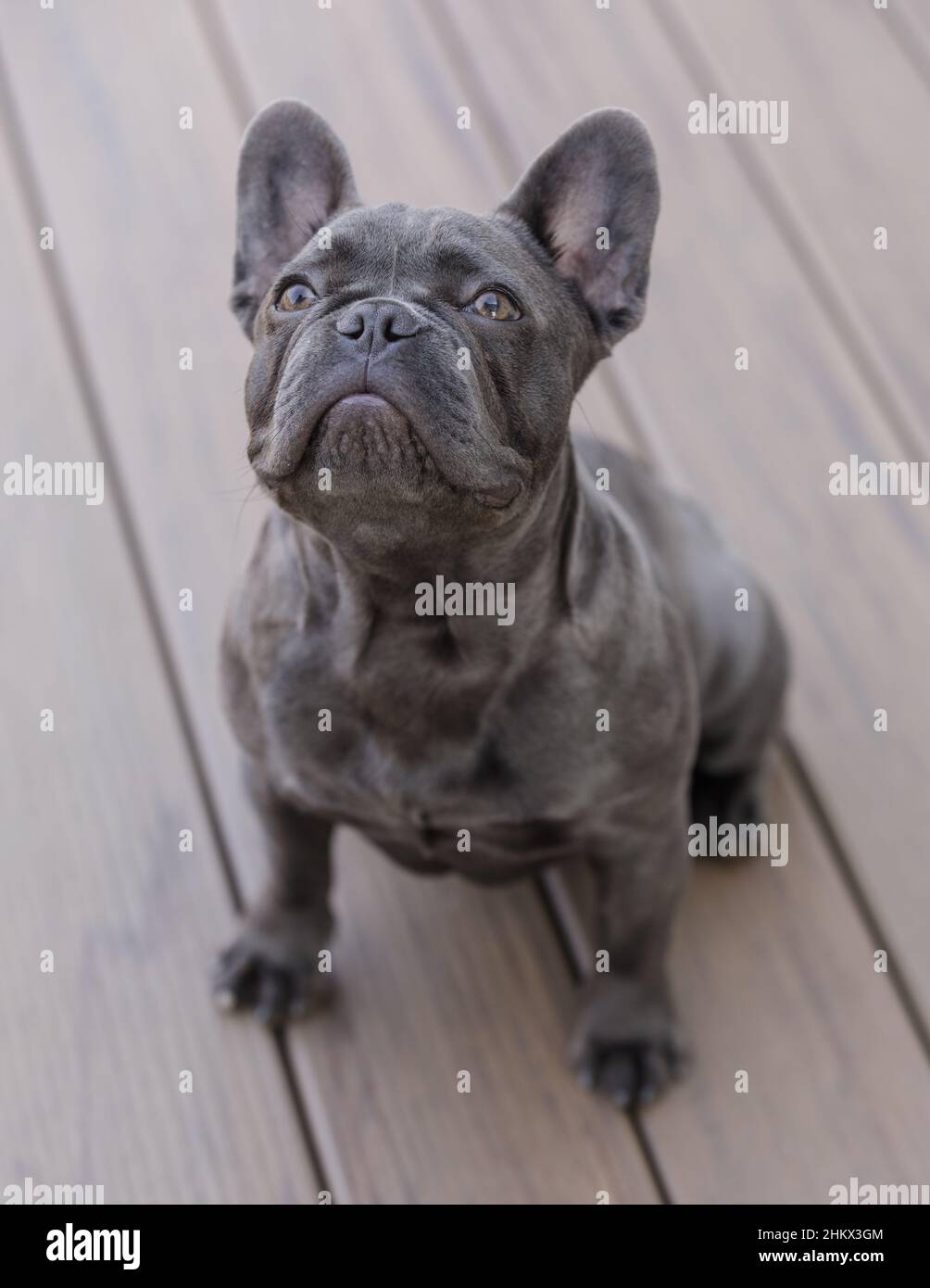 7 Monate alte Blaue Isabella Französin sitzt auf Deck und schaut nach oben. Stockfoto