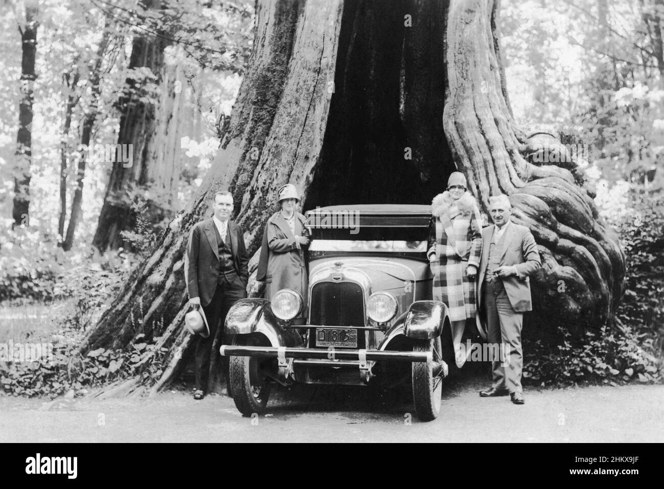 Vintage Schwarz-Weiß-Fotografie von Menschen, die neben einem Auto stehen, das in Hollow Tree im Stanley Park Ca. 1920er Jahre, Vancouver, British Columbia, Kanada Stockfoto