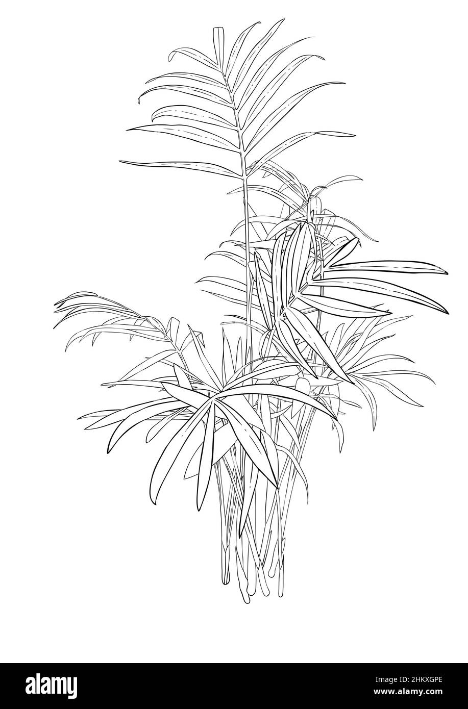 Schwarz-weiße Zeichnung der Heimpflanze chamaedorea, Howea, Bambuspalme Arecaceae Stock Vektor