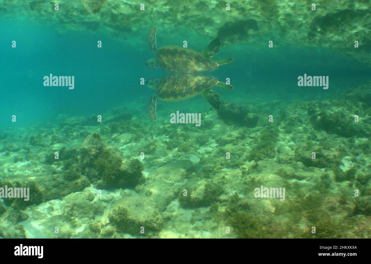 Nahaufnahme einer Schildkröte, die unter Wasser schwimmt Stockfoto