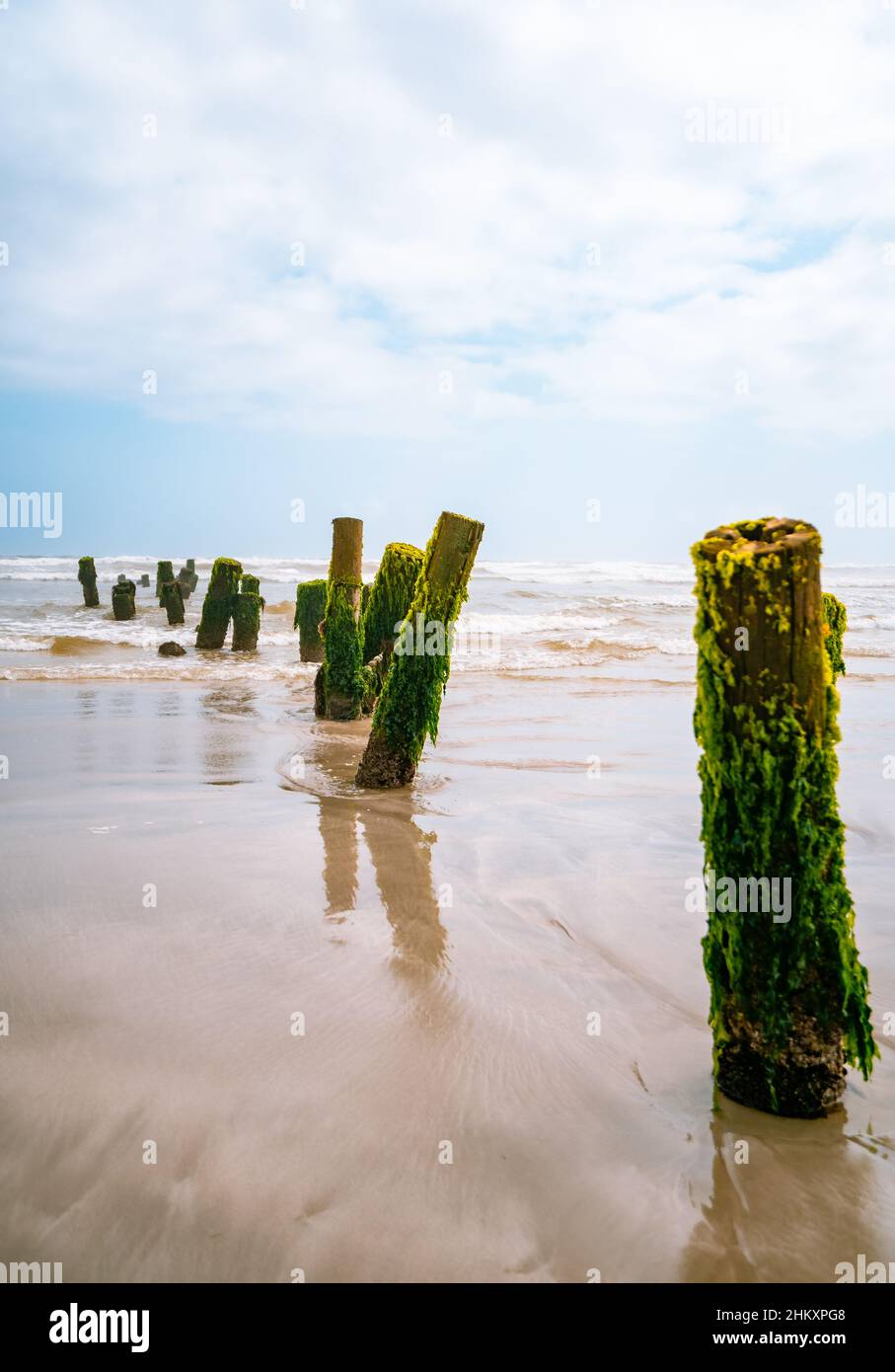 Eine Reihe von hölzernen Wellenbrechern, die mit grünen Algen bewachsen sind, geht in die Ferne in Al Mugsail Beach, Salalah, Sultanat von Oman Stockfoto