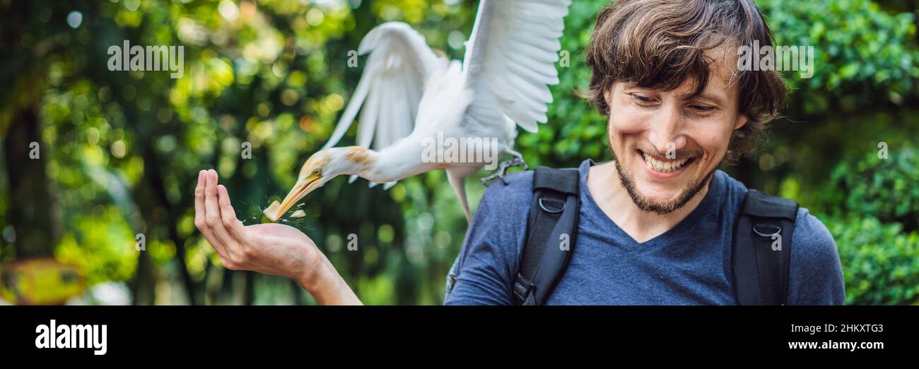 Junger Mann, der im Park die Iben füttert. Silberreiher Bubulcus ibis Waters Edge BANNER, LANGFORMAT Stockfoto