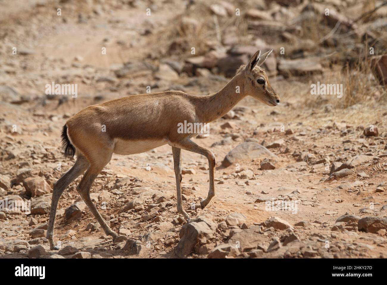 Indische Gazelle (Gazella bennettii) oder Chinkara Seitenansicht. Ranthambore National Park, Sawai Madhopur, Rajasthan, Indien Stockfoto