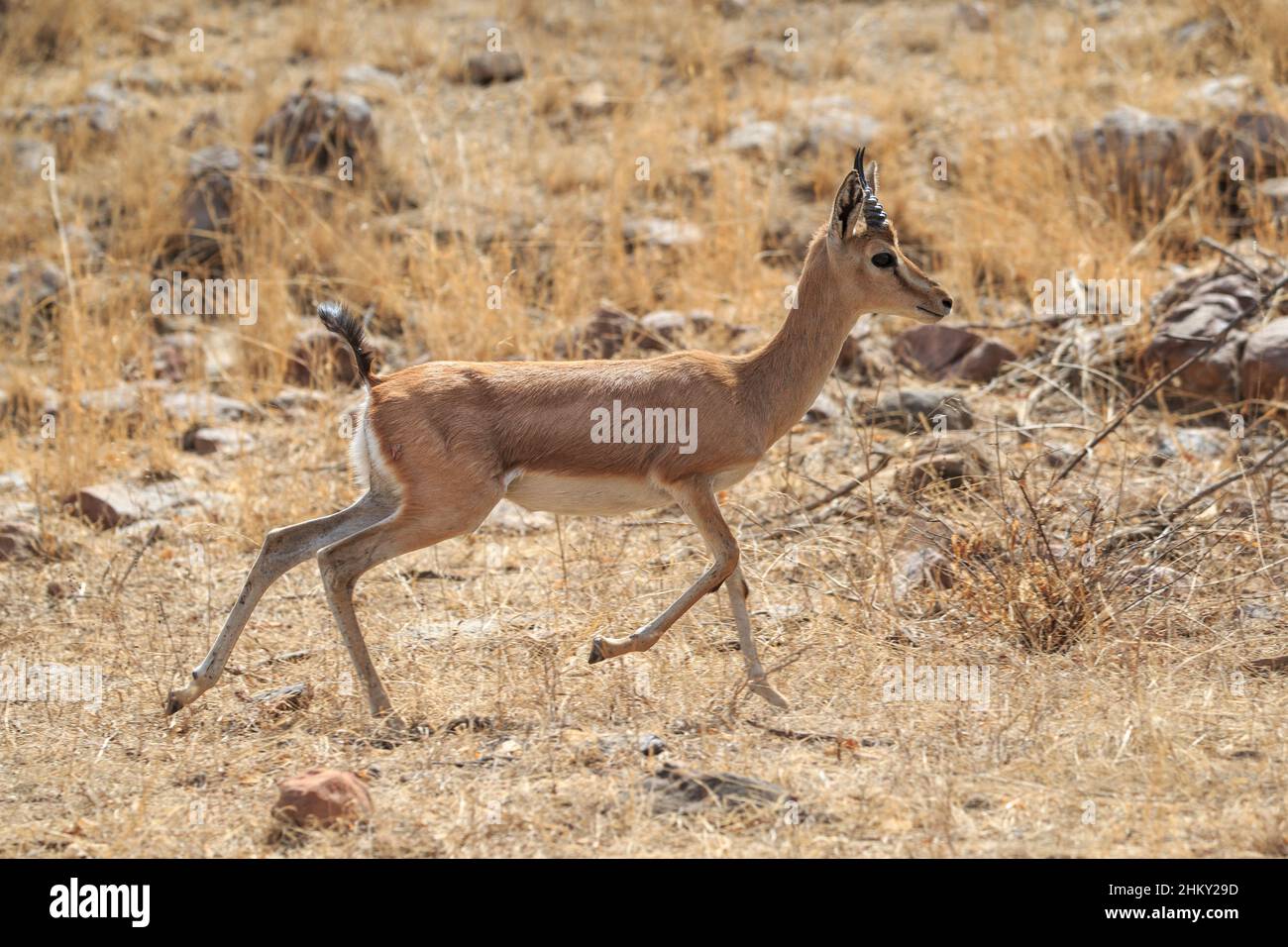 Indische Gazelle (Gazella bennettii) oder Chinkara Seitenansicht. Ranthambore National Park, Sawai Madhopur, Rajasthan, Indien Stockfoto