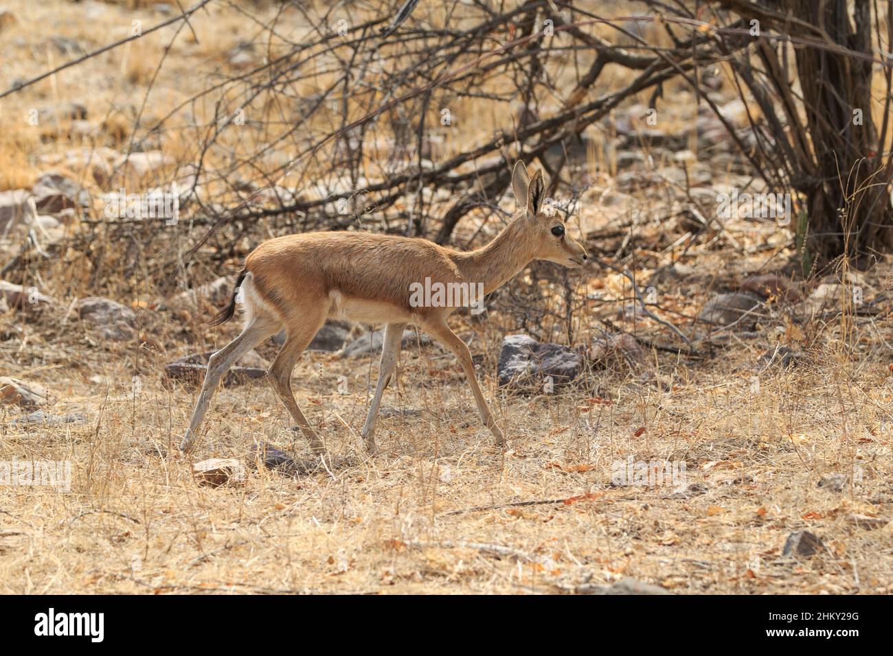 Indische Gazelle (Gazella bennettii) oder Chinkara Seitenansicht. Ranthambore National Park, Sawai Madhopur, Rajasthan, Indien Stockfoto