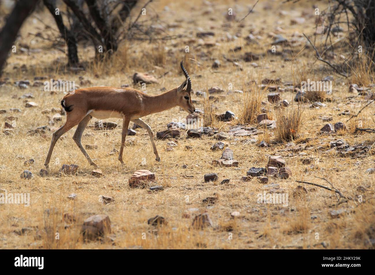 Indische Gazelle (Gazella bennettii) oder Chinkara Seitenansicht. Ranthambore National Park, Sawai Madhopur, Rajasthan, Indien Stockfoto