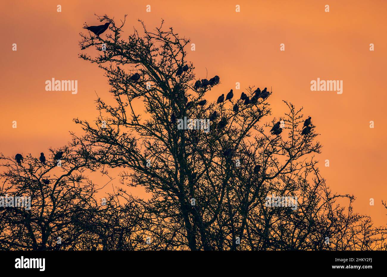 Silhouette einer Krähe, die im Winter Beeren frisst, und einer Schar von Staren, die in einem blattlosen Baum brüllt, so wie eine schöne Morgendämmerung über Yorkshire bricht Stockfoto