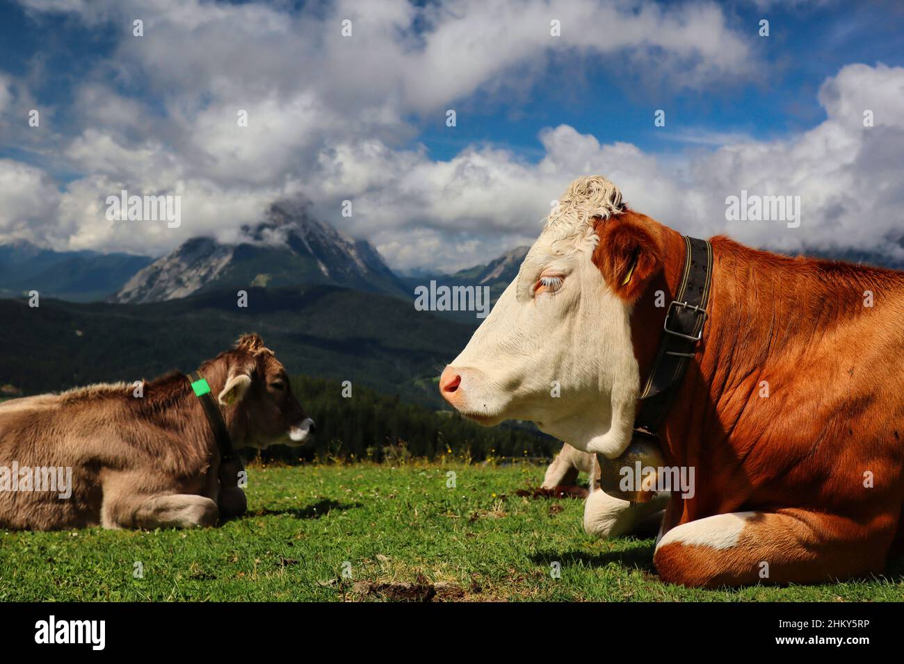 Zwei braune Kühe mit Bergblick im Tiroler Seefeld. Während des Sommertages liegt in den Karwendelalpen das Hausvieh auf Gras. Stockfoto