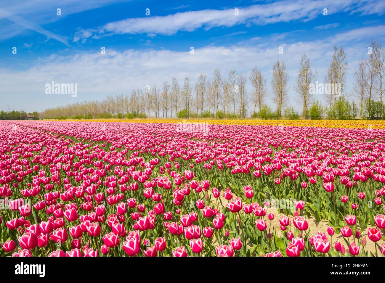 Rote, weiße und orangefarbene Tulpen auf einem Feld in Noordoostpolder, Niederlande Stockfoto