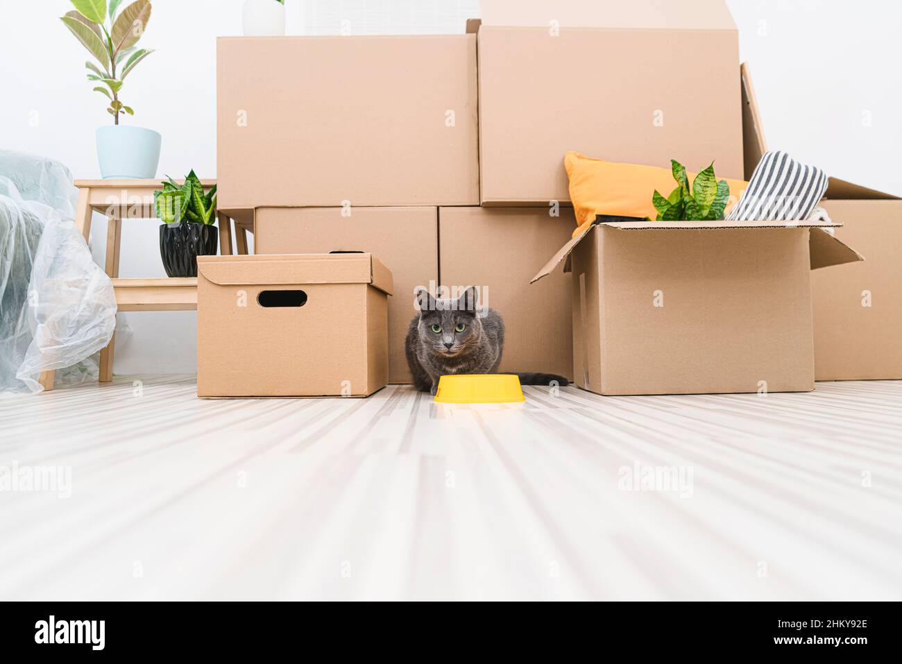 Graue Katze sitzt in einem unmöblierten Raum zwischen den Boxen, während sie sich bewegt. Stockfoto