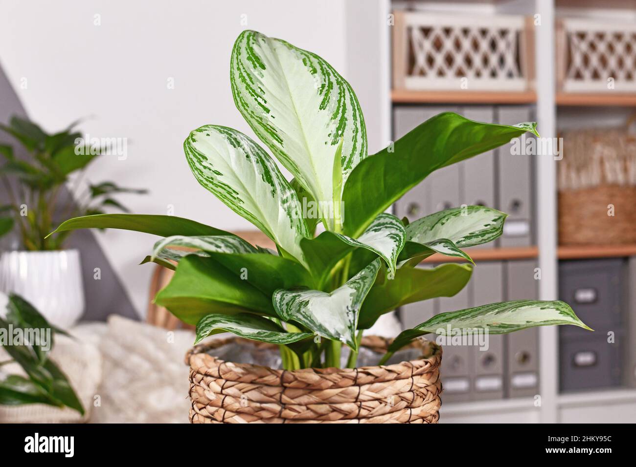 Tropisch getopfte 'Aglaonema Silver Bay'-Zimmerpflanze mit silbernem Muster im Korb Stockfoto