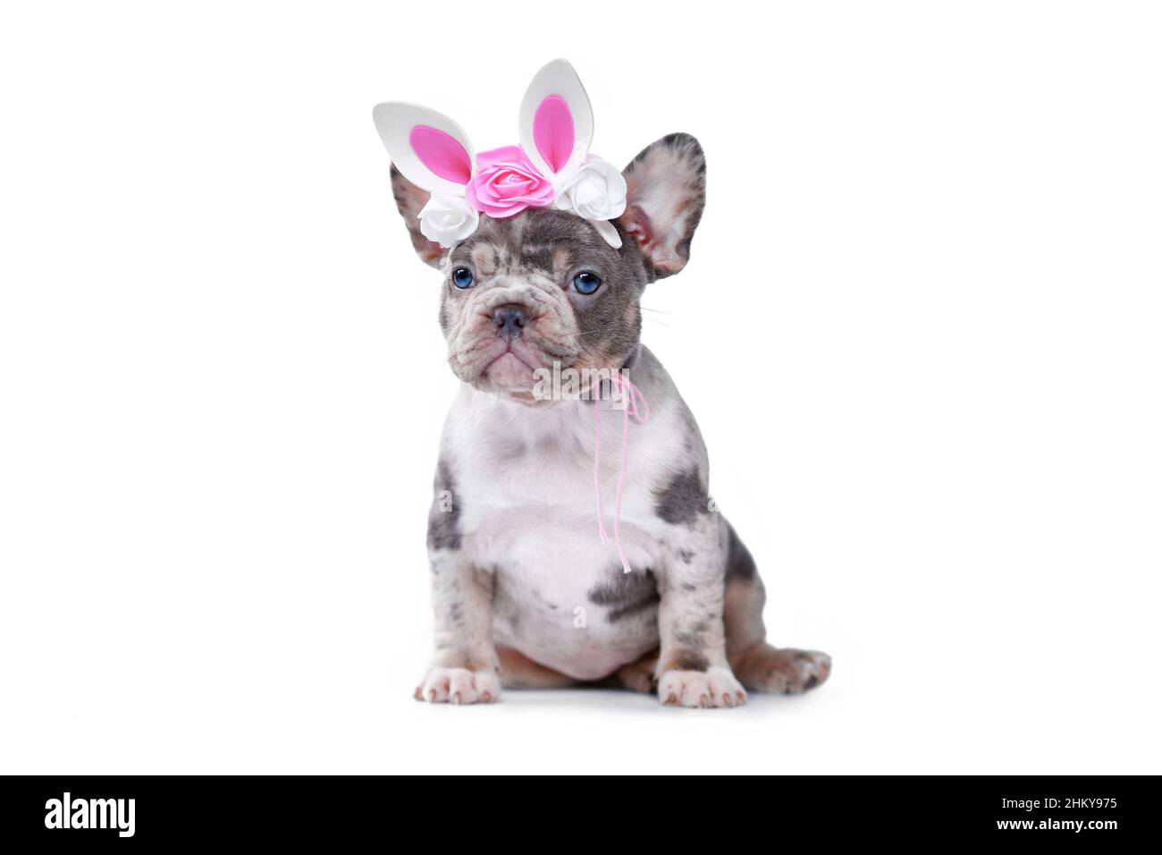 Merle tan Französisch Bulldog Hund Welpe mit Osterhase Stirnband auf weißem Hintergrund Stockfoto