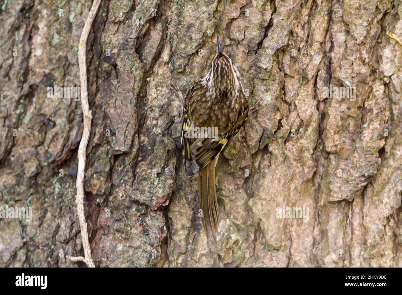 Baum kriechend (Certhia familiaris) streifend braun über blassen Unterteilen und nach unten gebogene Nadel wie Schnabel. Der steife Stachelschwanz unterstützt die Rinde. Stockfoto