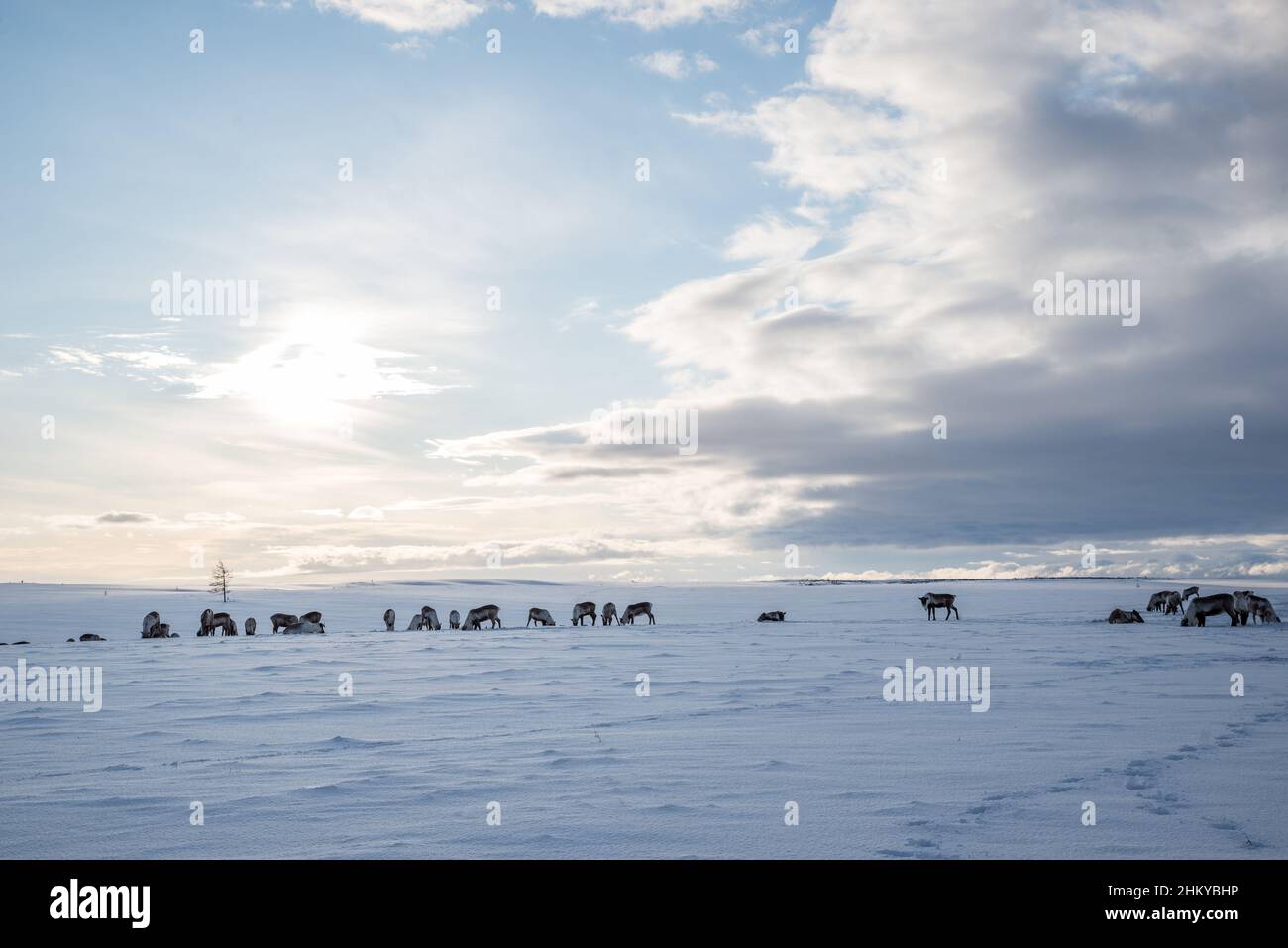 Herden von Nenet-Rentieren in einer schneeweißen Tundralandschaft. Autonomer Kreis Jamal-Nenzen, Russland Stockfoto