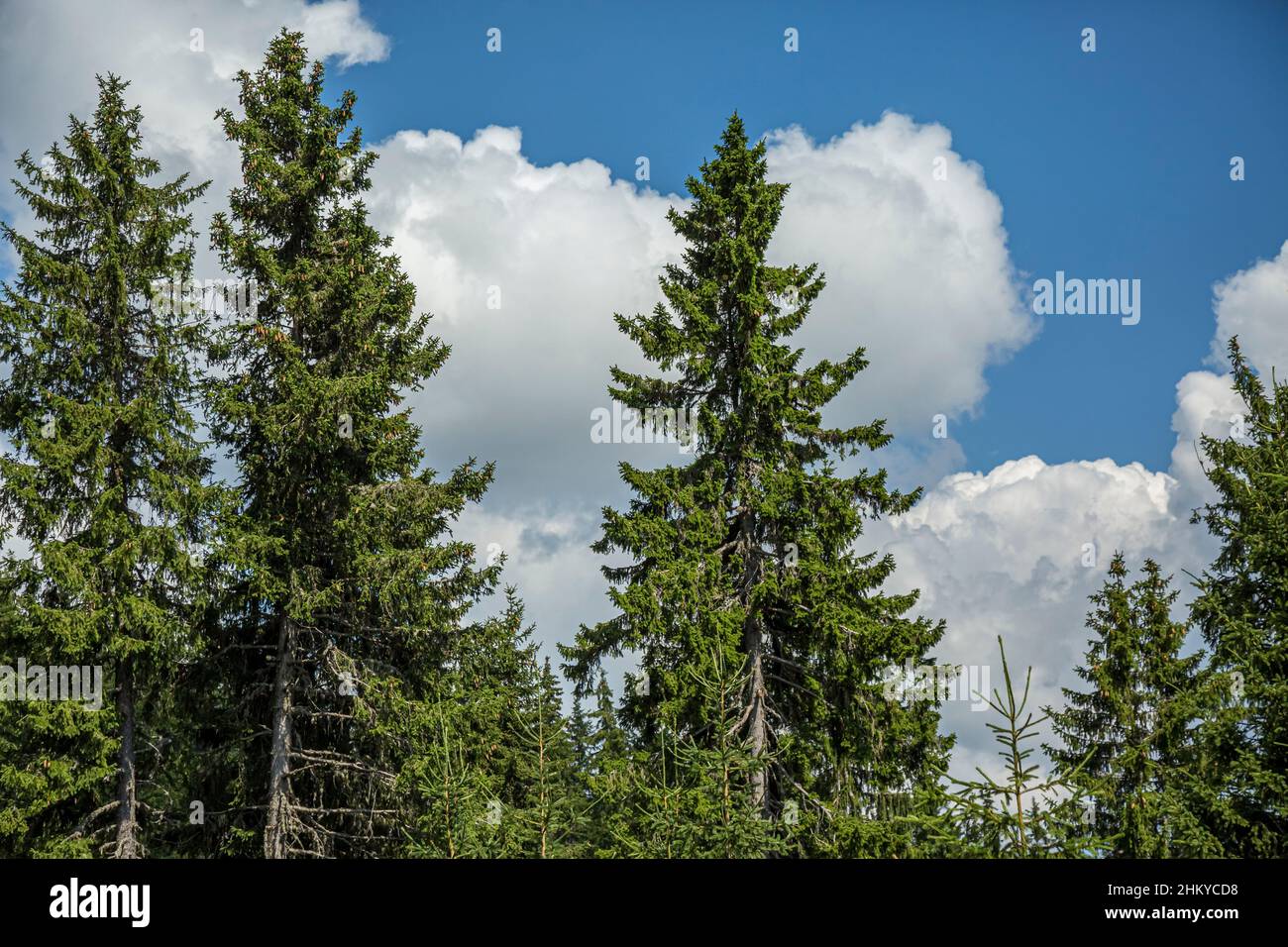 Strahlend blauer Himmel und dicke Schicht aus weißen, flauschigen Wolken, die über grünen Bergkämmen schweben, mit einem schmalen Pfad bei Panoramablick auf den Sonnenuntergang. Stockfoto