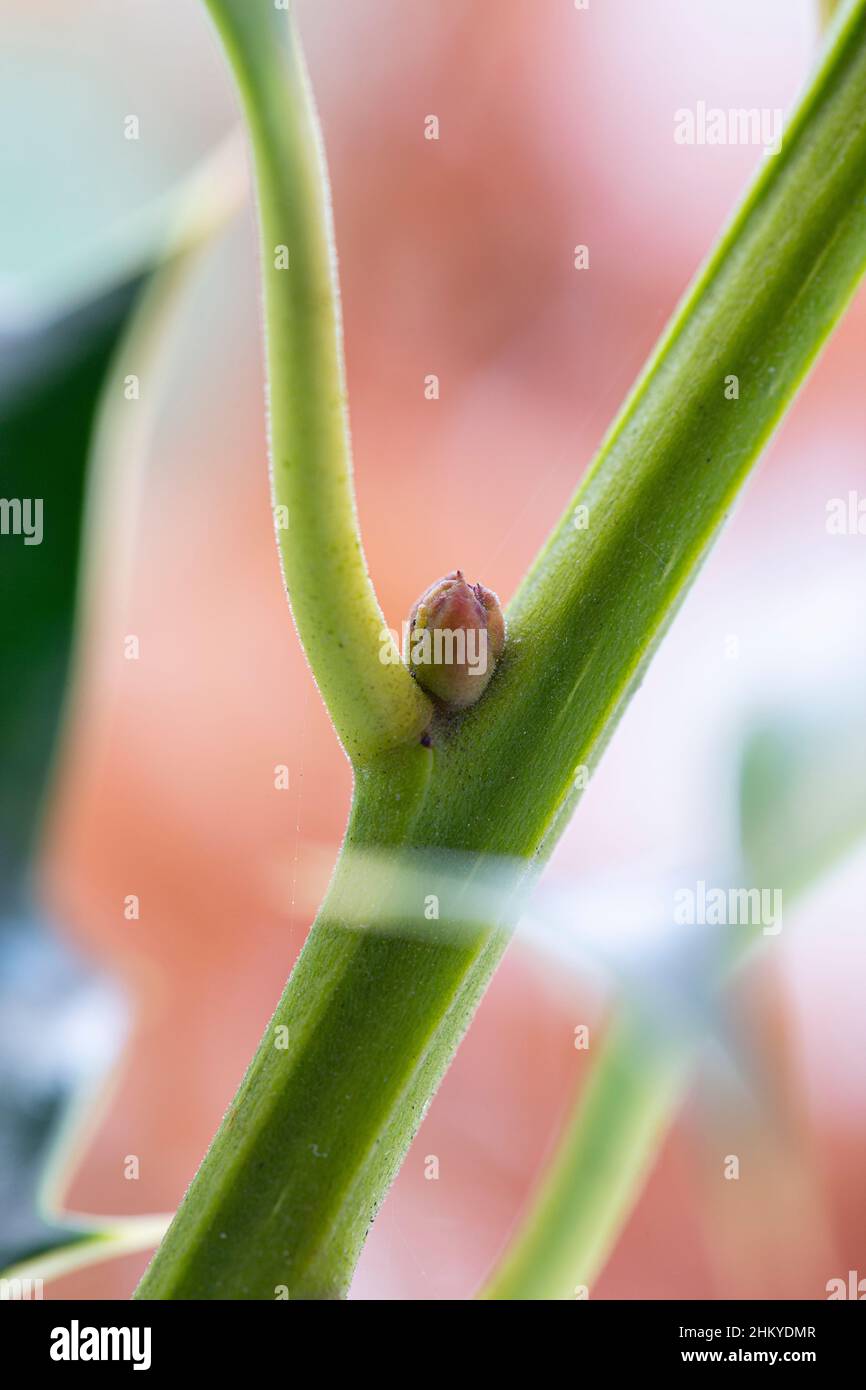Ilex-Aquifolium-Knospe Stockfoto