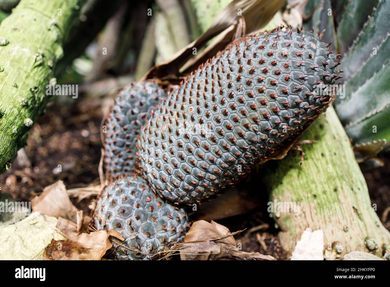 Der Samen des Pandanus reflexus wird oft als Palme auf Stelzen in einem Moskauer Apothekengarten bezeichnet Stockfoto