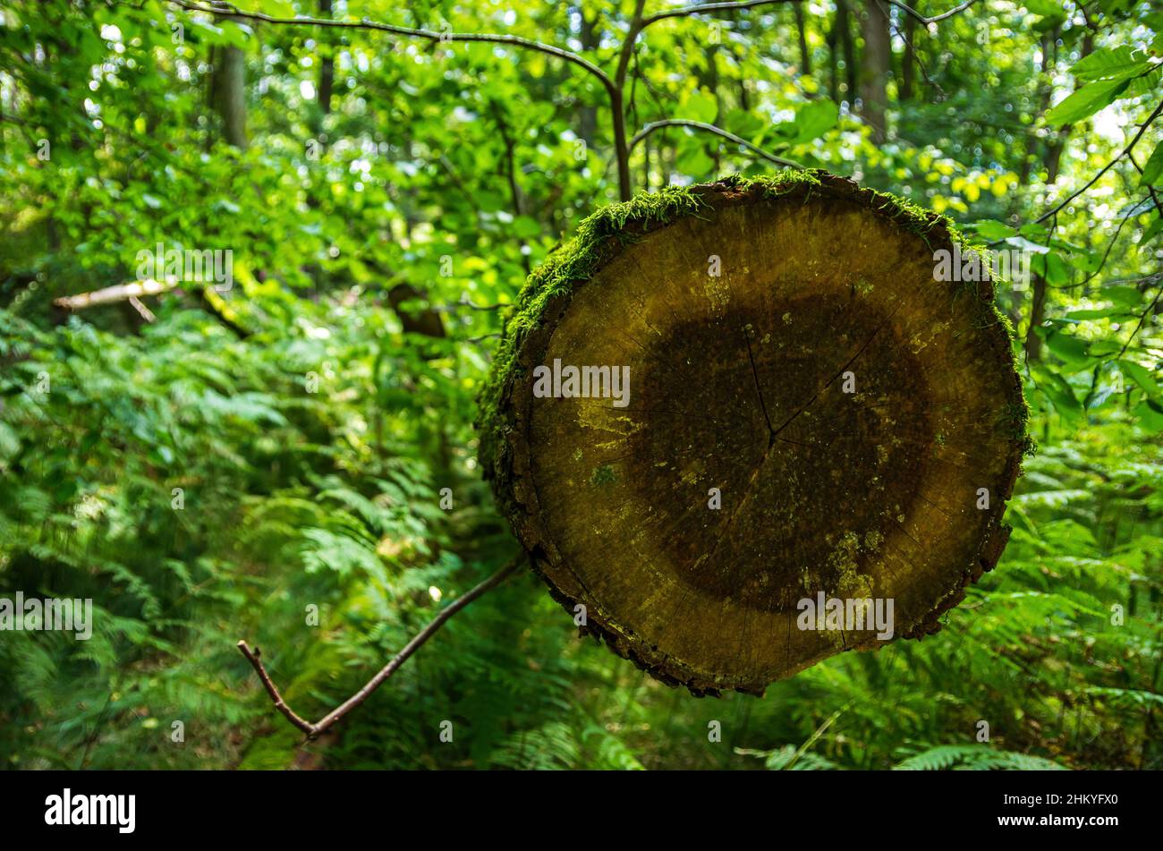 Die unberührte Naturlandschaft des Tiefentals entlang der Pulsnitz zwischen Reichenau und Königsbrück in Sachsen, Deutschland, Europa. Stockfoto