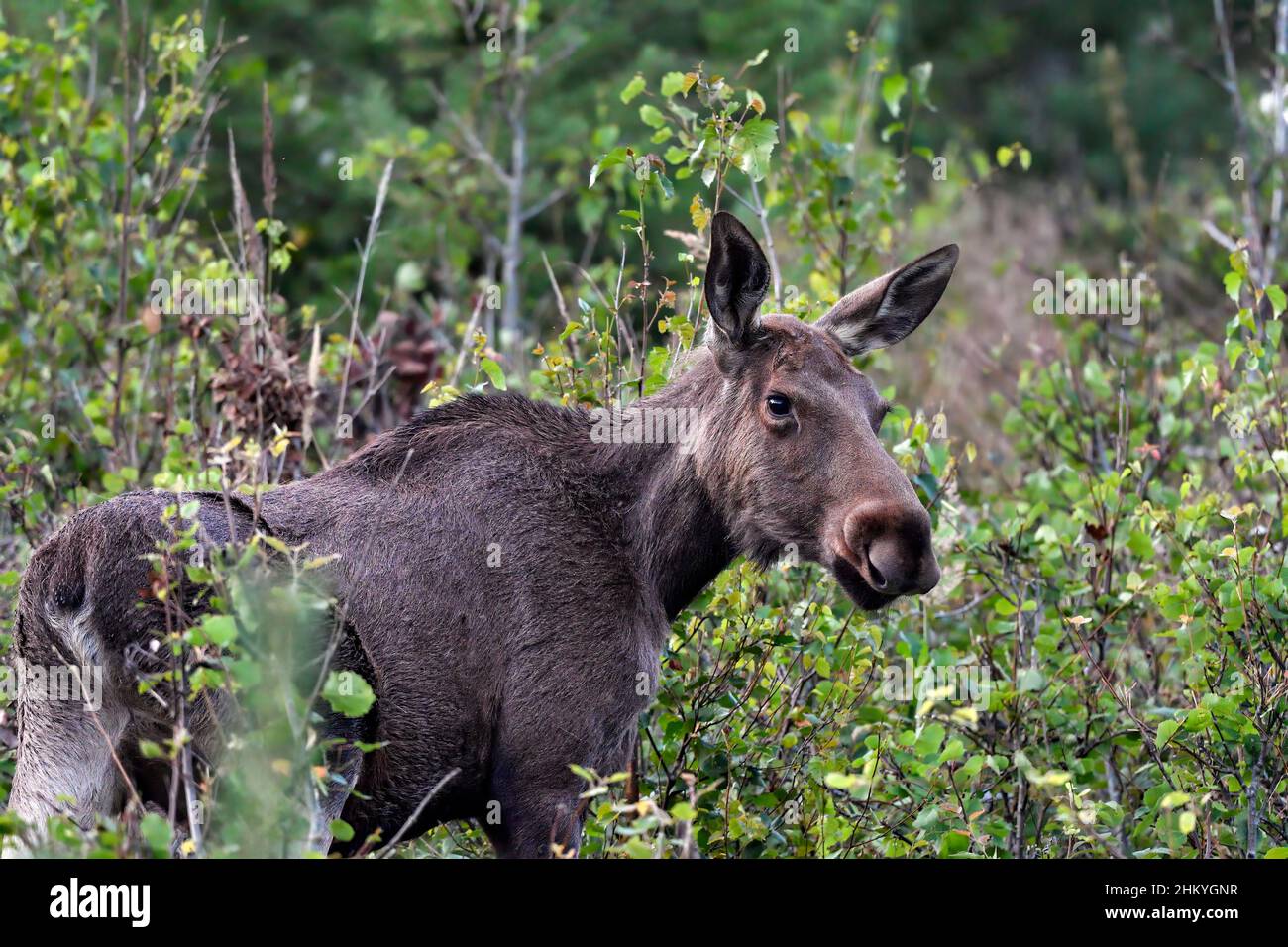 Junge Elch Kuh Weiden im Wald Stockfoto