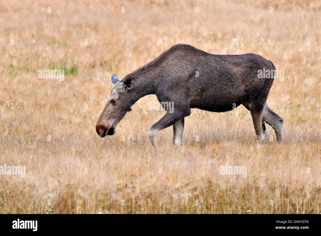 Elch genießt das Crop Field Buffet. Stockfoto